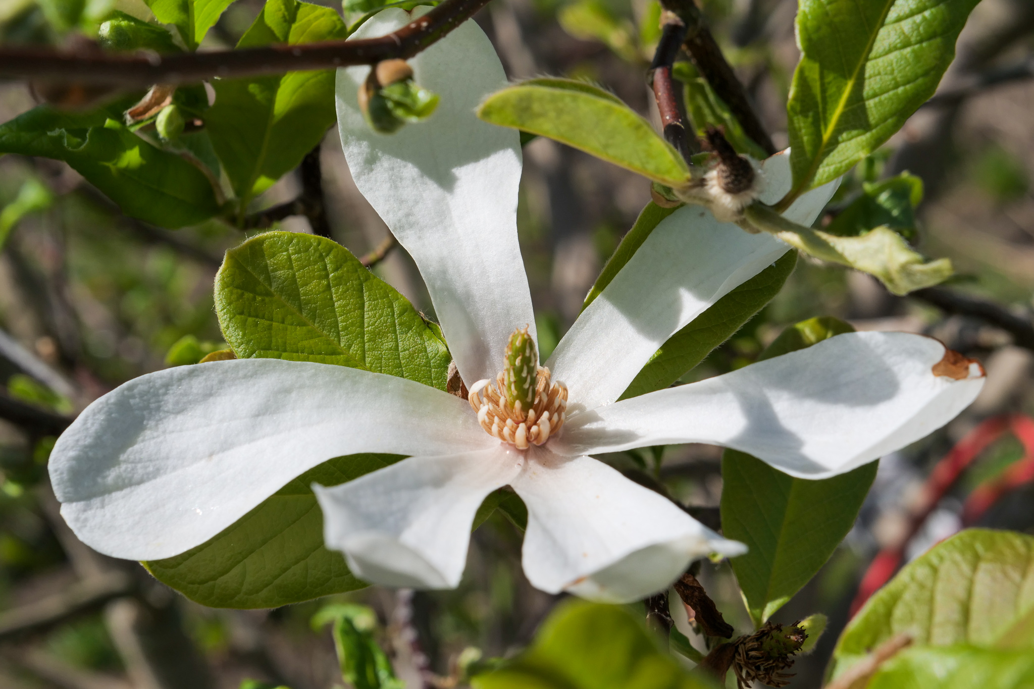 Magnolia stellata SternMagnolie Van den Berk Baumschulen